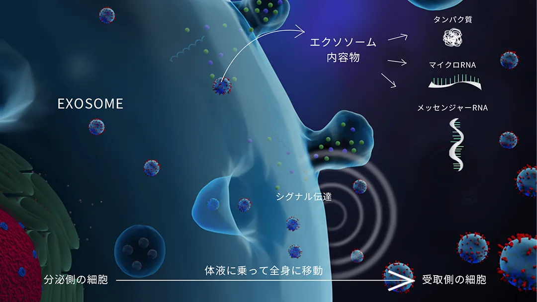 エクソソームの仕組み