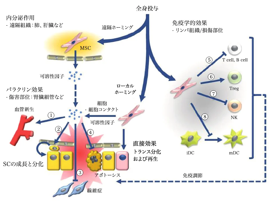間葉系幹細胞の全身投与